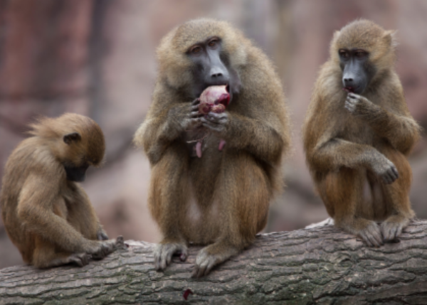 Inference of the demographic history of the Guinea baboon (Papio papio) in Guinea-Bissau using genomic data and comparison with a demographically stable population